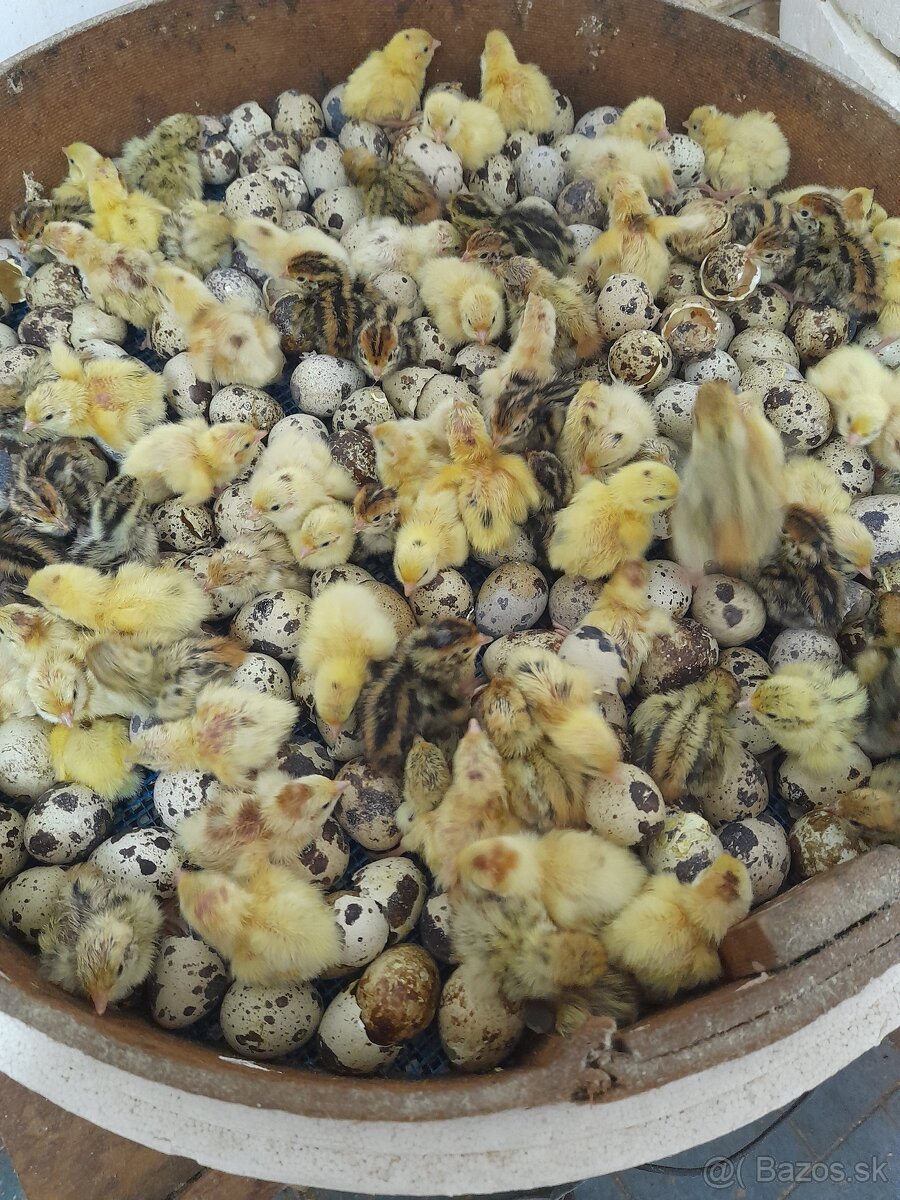 Japonské prepelice - 12