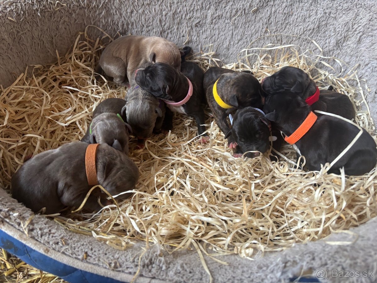 Americký stafordsirsky terier, Stafford, amstaf - 12