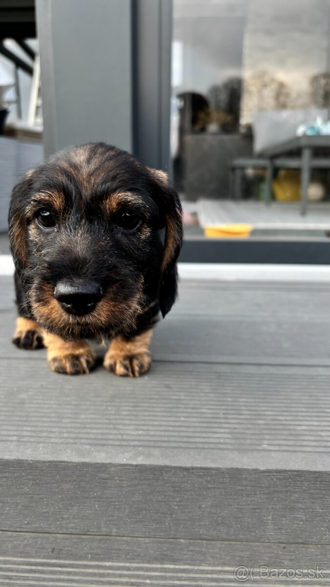 Jezevčík drsnosrstý trpasličí/králičí - 12