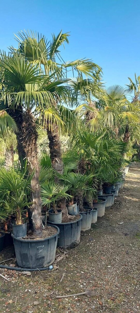 Stredomorské rastliny a palmy - 12