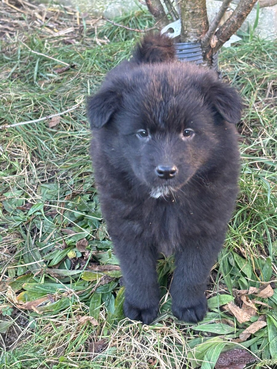 Šteniatka hľadaju domov - 12