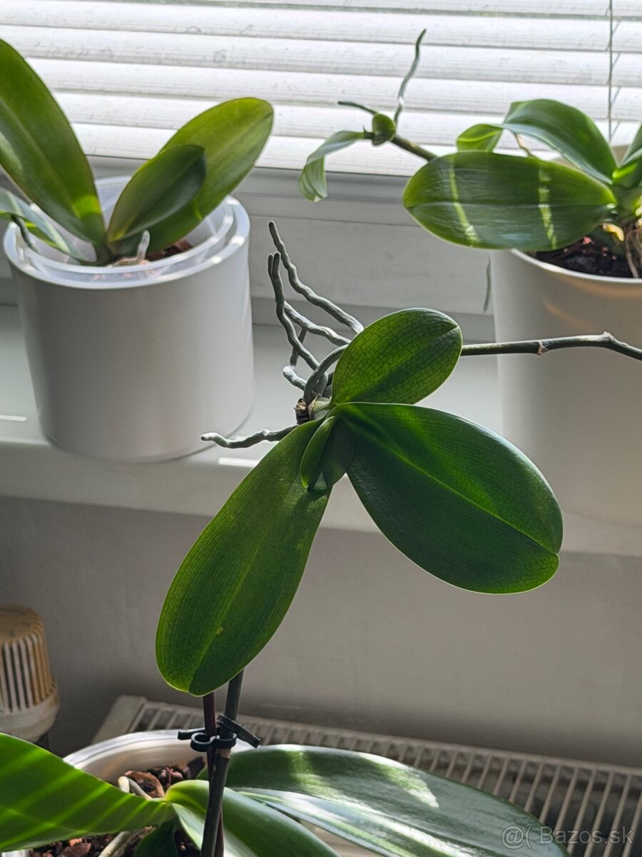 Zbierka orchideí - 12