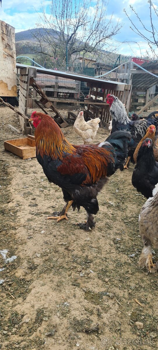 Ponukam nasadove vajicka - 12