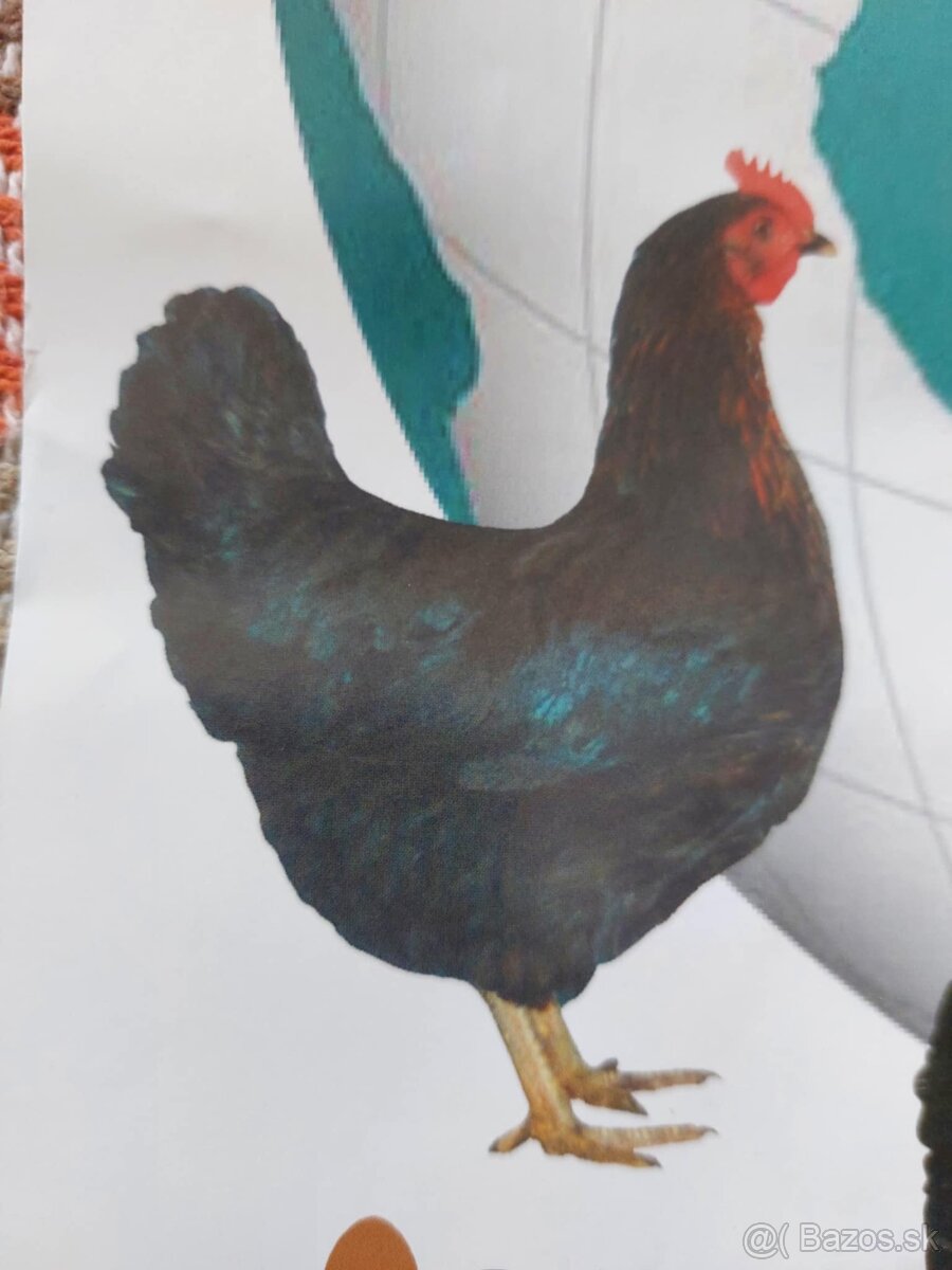 Kuričky DOMINNAT - 12