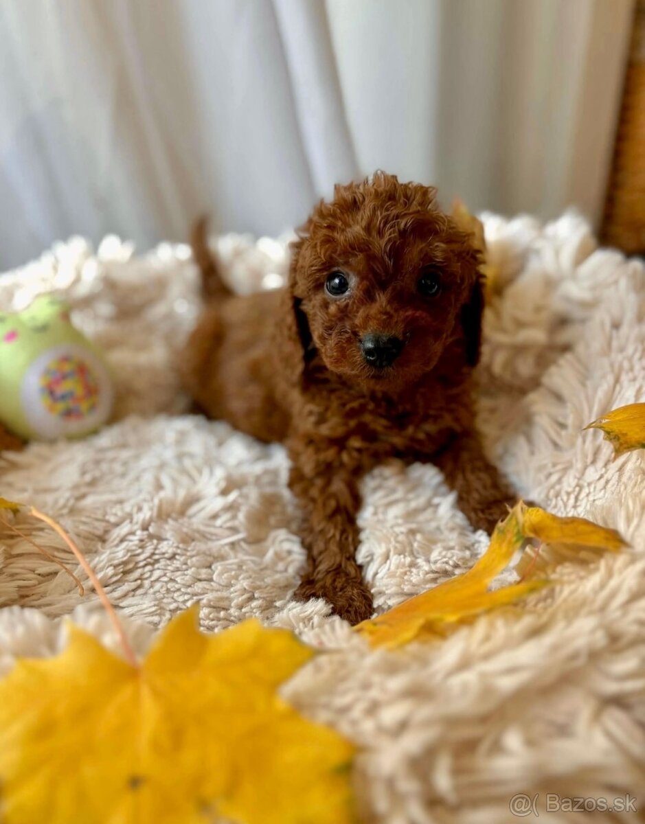 Dark Red miniature / Poodle / Pudlik / Poodel / pudel /pudl - 12