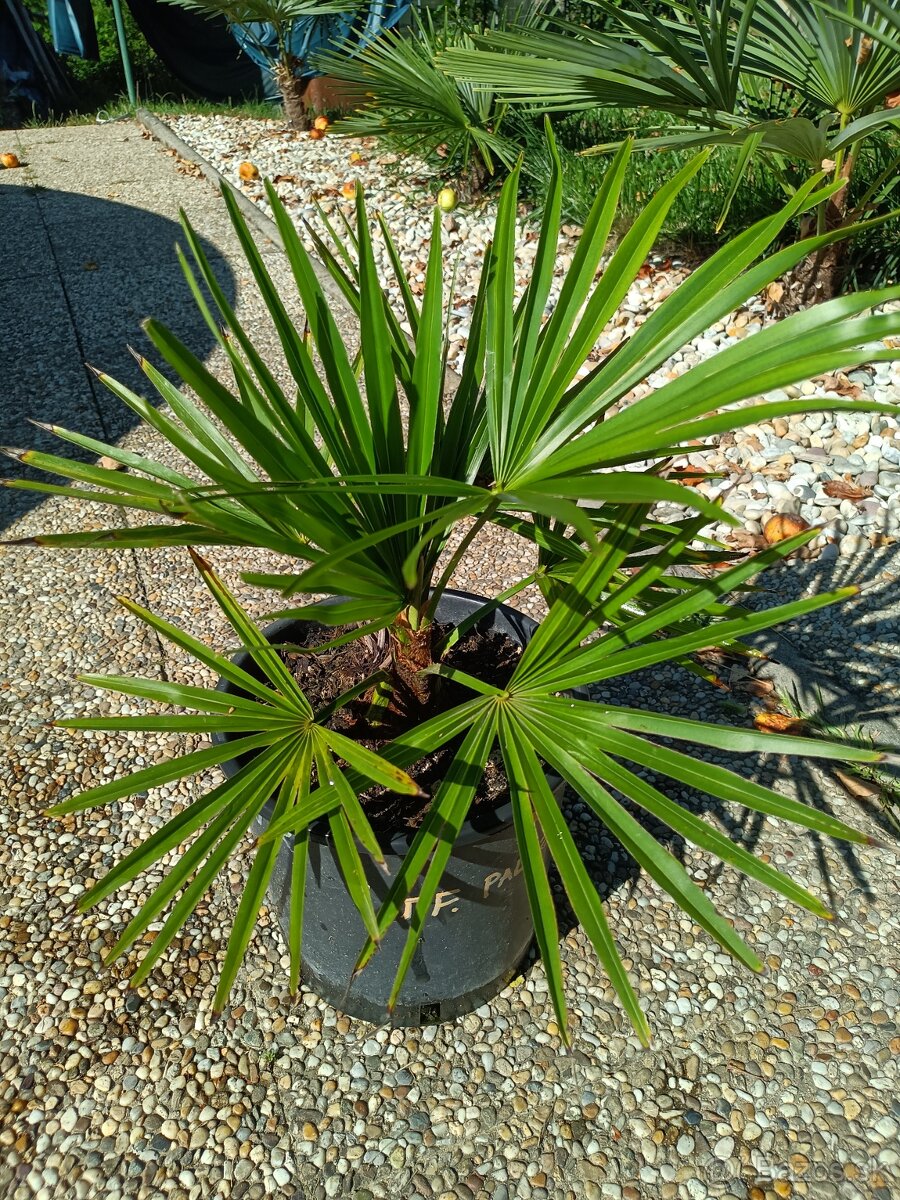 3,5 ročné palmy Trachycarpus Fortunei - 12