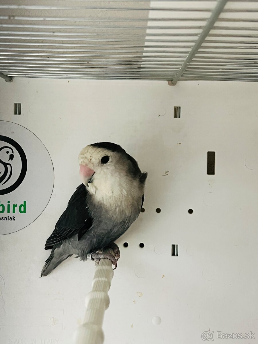 Agapornis Roseicollis - 12