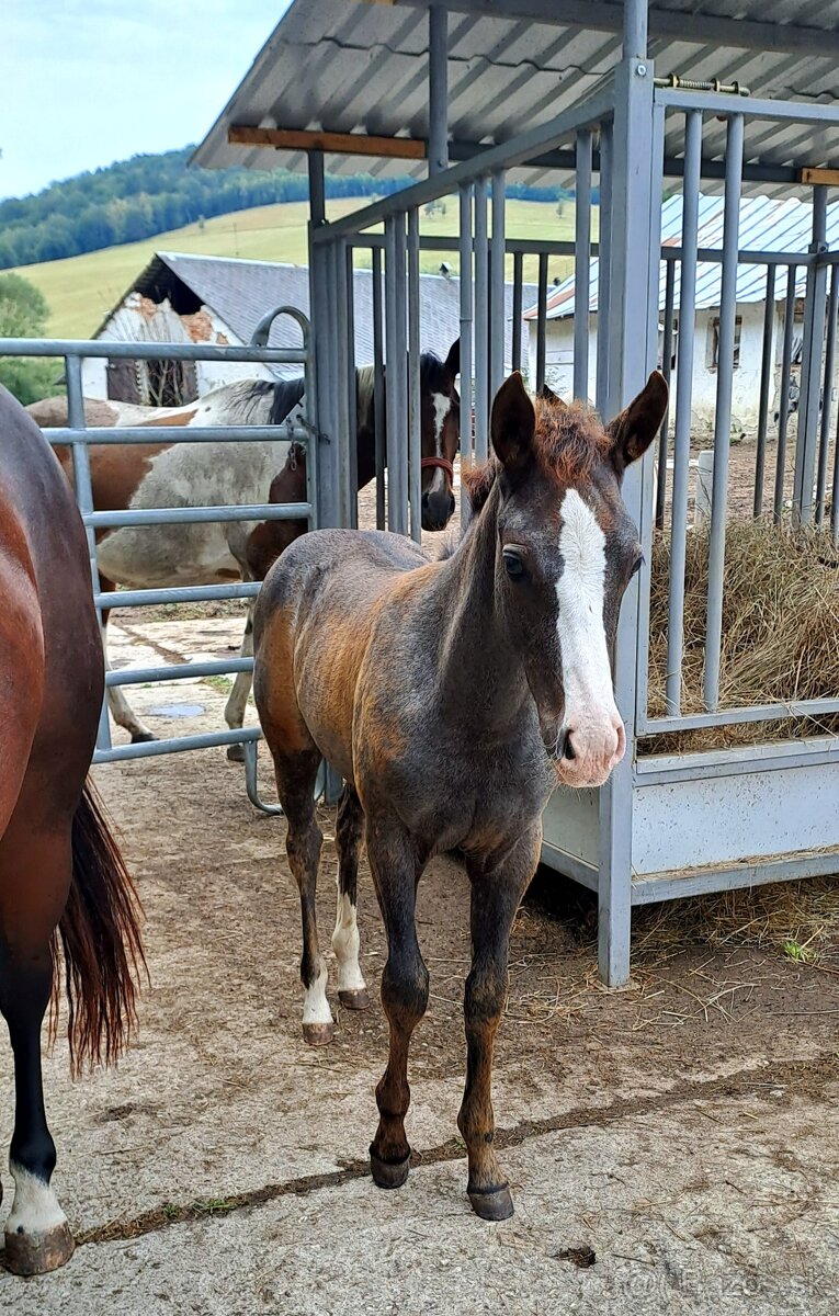 Zrebec pre sezonu 2026, pony - 12