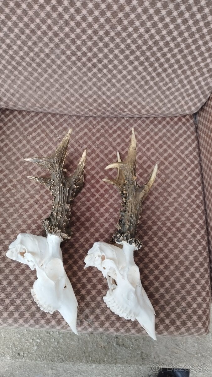 Ponúkame na predaj odliatky zlatých srncou Parožie zhody tr - 12