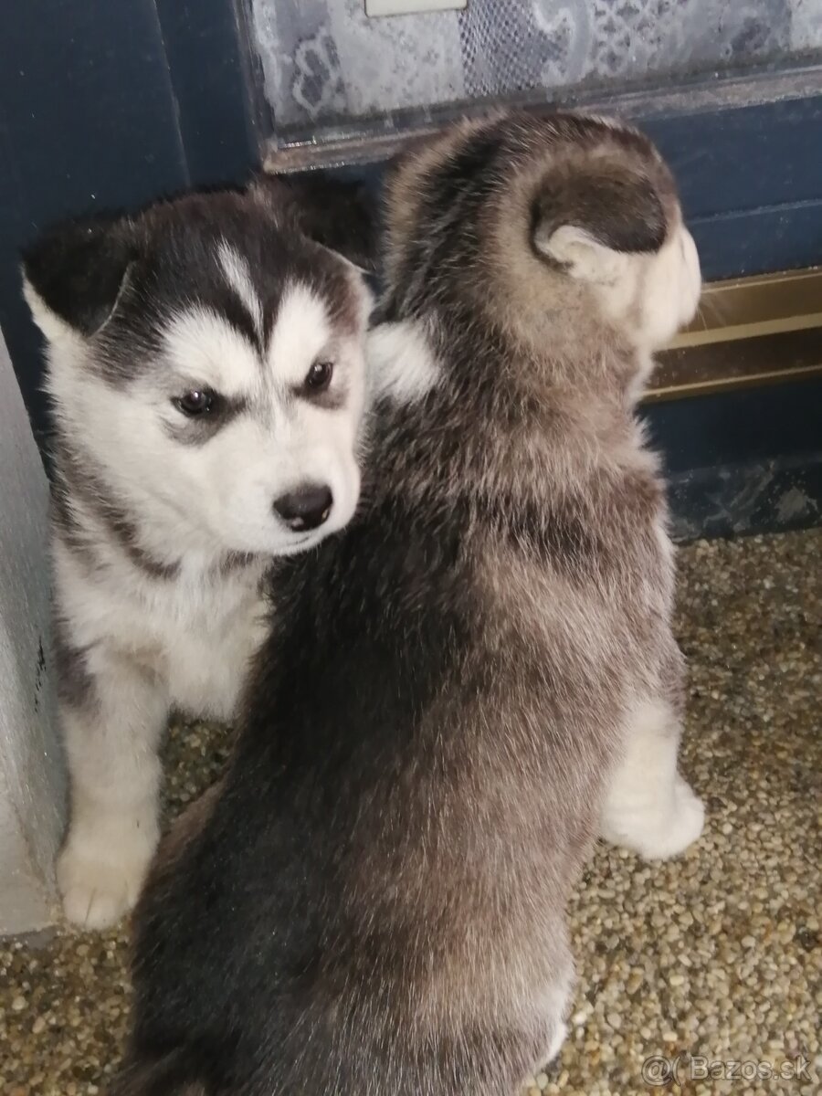 Sibirsky húsky - 12