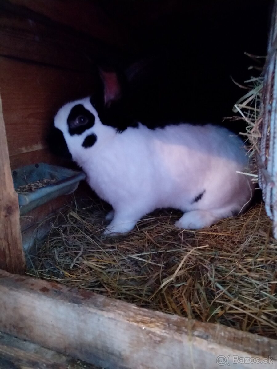 Nemecký obrovitý strakáč - 12