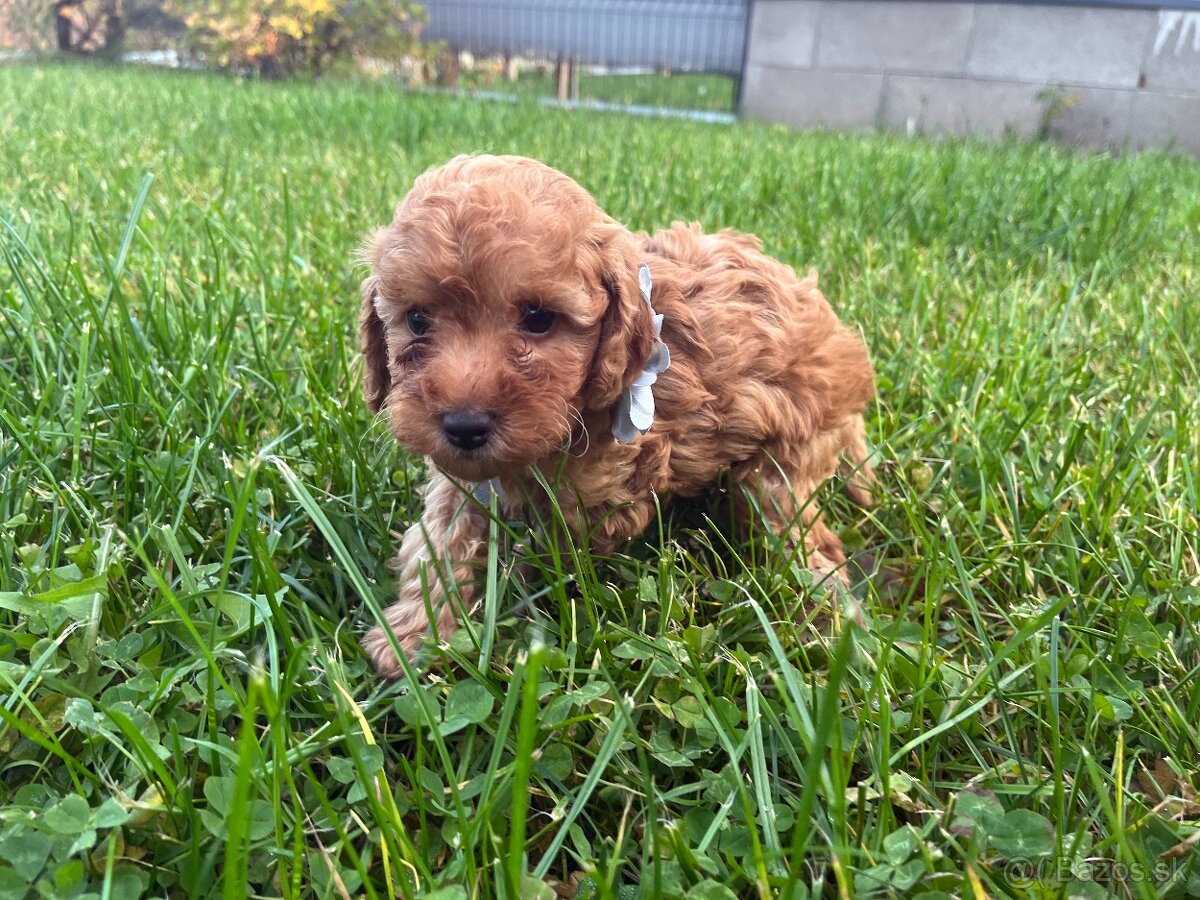 Pudel / pudlík - trpaslíči, šteniatka chlapci - 12