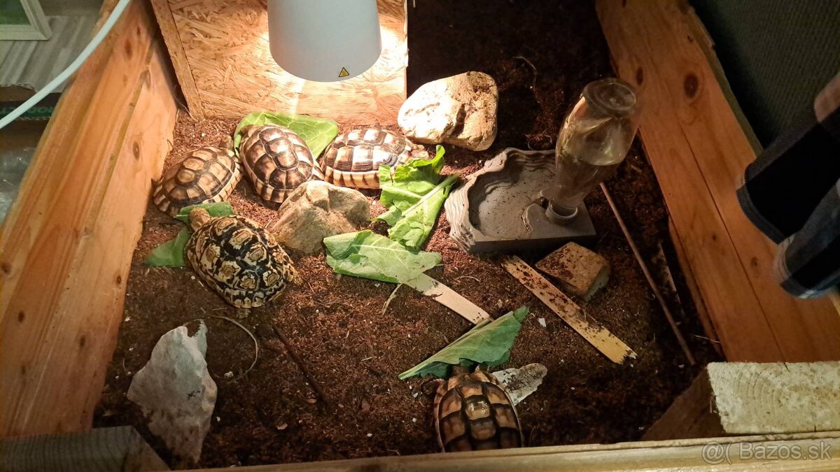 Suchozemska korytnačka Testudo Marginata - 12