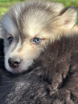 Pomsky / Pomeranian / Husky - 12