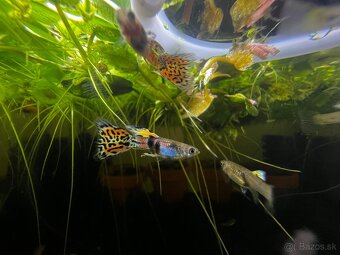 Gupky | Endlerky | Živorodky (NR) - 12