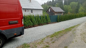 Tuja Smaragd, vavrínovec, červienka - Ružomberok - 12