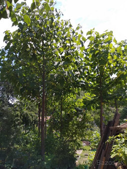 Cisarsky strom Paulownia a Aloe vera - 12