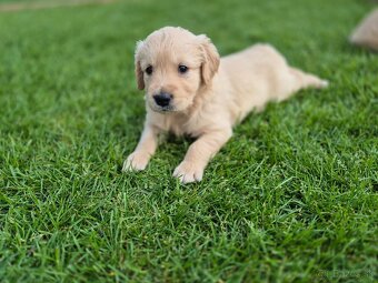 Zlaty retriever - 12