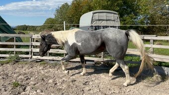 Zrebce Pripúšťanie - 12