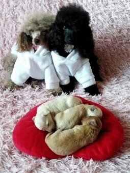 ❤️Pudlik extra mini toy ❤️ - 12