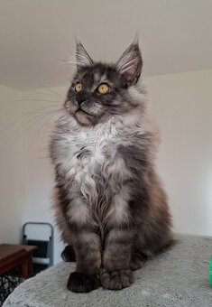 MAINE COON - Mainská mývalia s PP - 12