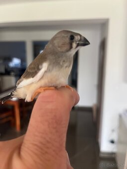 Zebrička Maznačik krotká. - 12