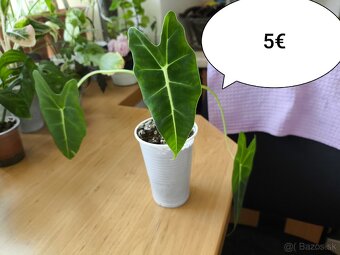 Izbové rastliny - 12
