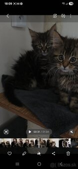Maine Coon - 12
