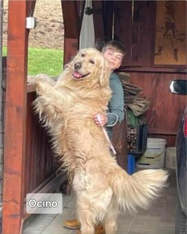 Zlatý retriever šteniatka - 12