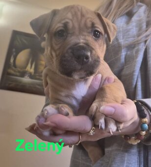 Americký stafordšírsky teriér - 12