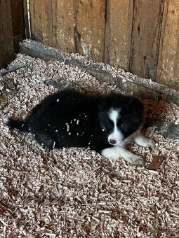 Šteniatka Border kólia - 12