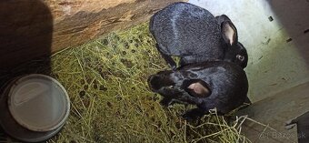 Predám králiky 4,5 mesačne - 12