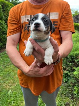 Tricolor Jack Russell šteniatka - 12