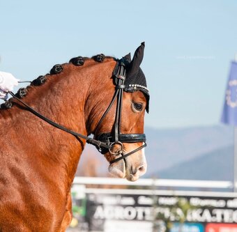 Welsh cob valach na predaj - 12