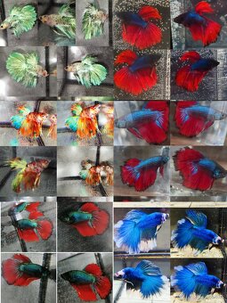 Betta Splendens - Bojovnica Pestrá. - 12
