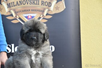 Kaukazský ovčiak - 12