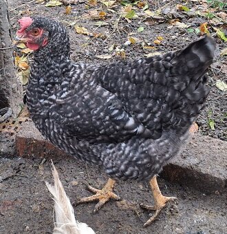 sliepky na polievku 5ks - 12