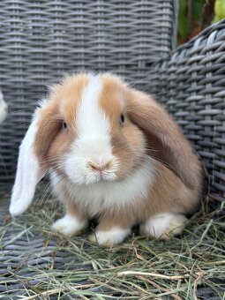 OČKOVANÉ huňaté Minilop králiky -BIOvýživa, odborný chov, VP - 12