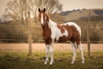 American Paint Horse - 12