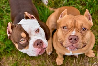 Psík American bully s pp na predaj - 12