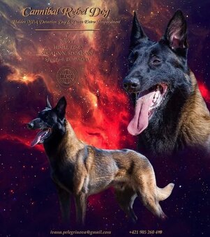 Belgický ovčák Malinois s PP 7.týdnů - 12