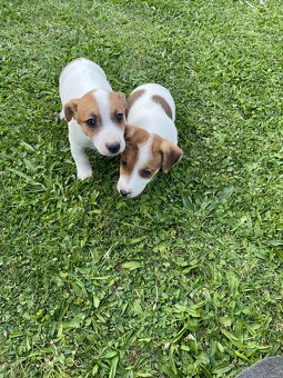 Jack russel terier - 12