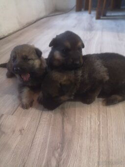 nemecky ovčiak šteniatka - 12