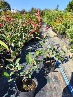 Vavrinovec cervienka - 12