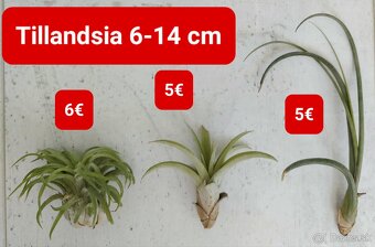 Predám izbové rastliny - 12