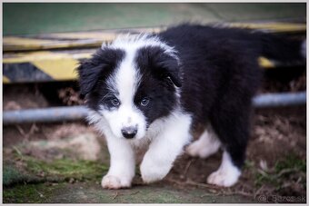Border Collie Border Kolia s PP FCI - 12
