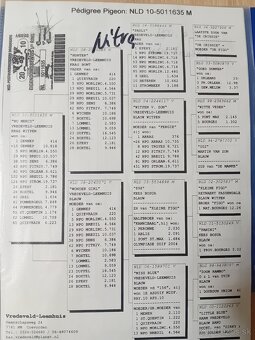 Poštové holuby - 12