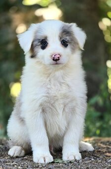 Border Collie, kolia - 12