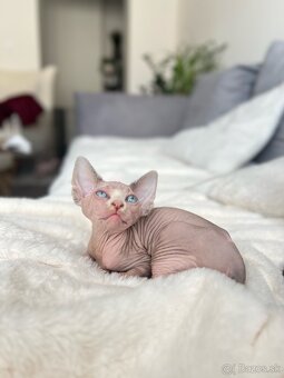 Mačička sphynx - 12