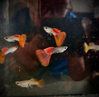 gupky (čisté formy) - 12